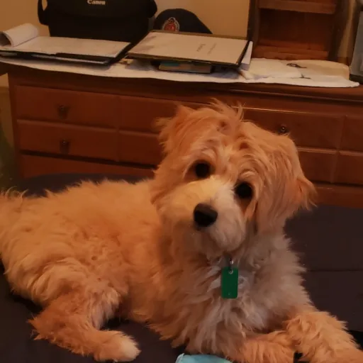 woof woof! this is a fluffy little dog