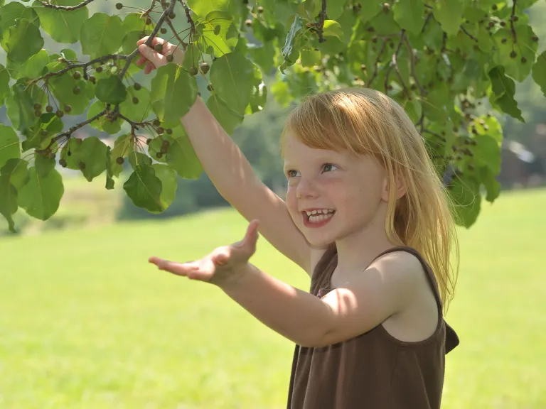young smiling girl picking fruit from a tree