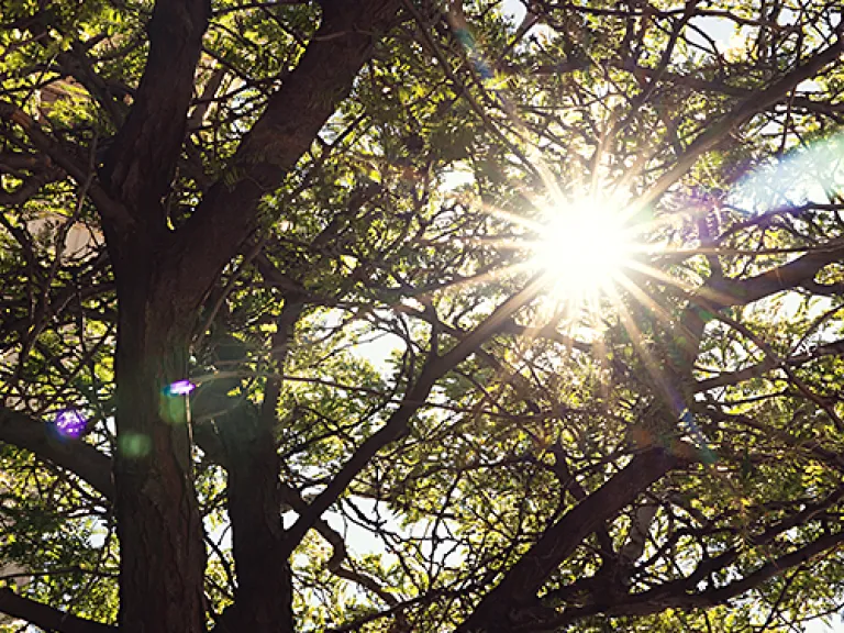 600x375 SunTrees.png