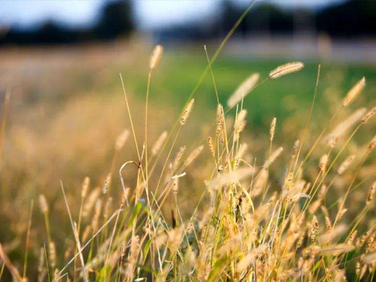 600x375Grasses.png