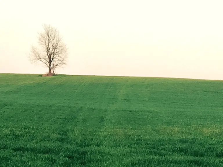 Lonely tree opp filler