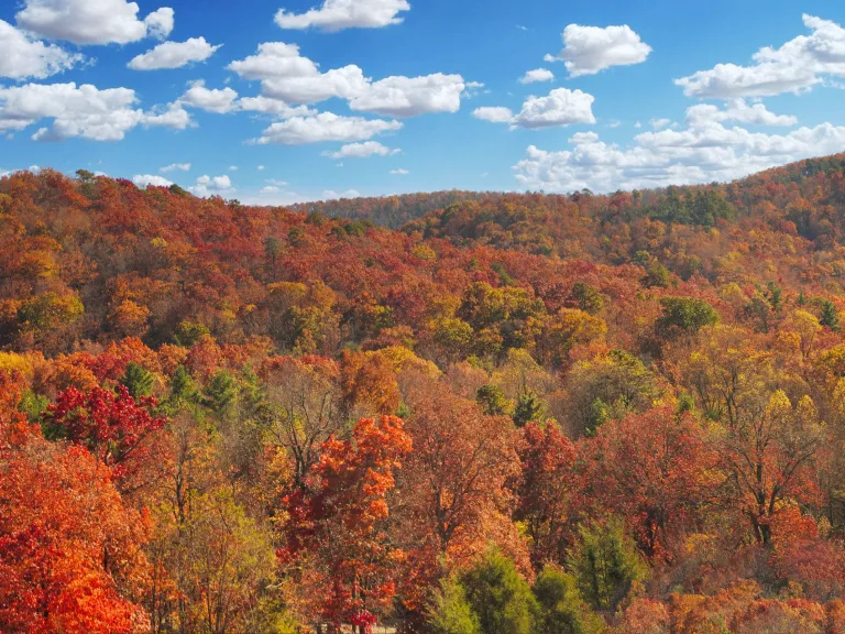 fall forest