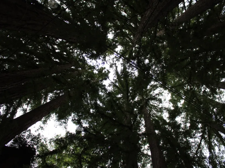 looking up at trees