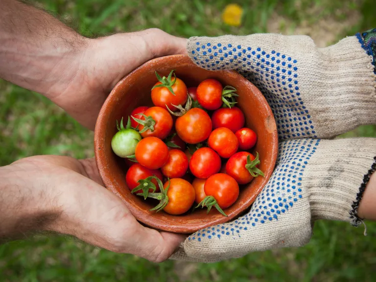 handing over tomatos