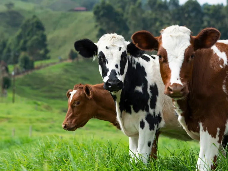 cows standing in the field
