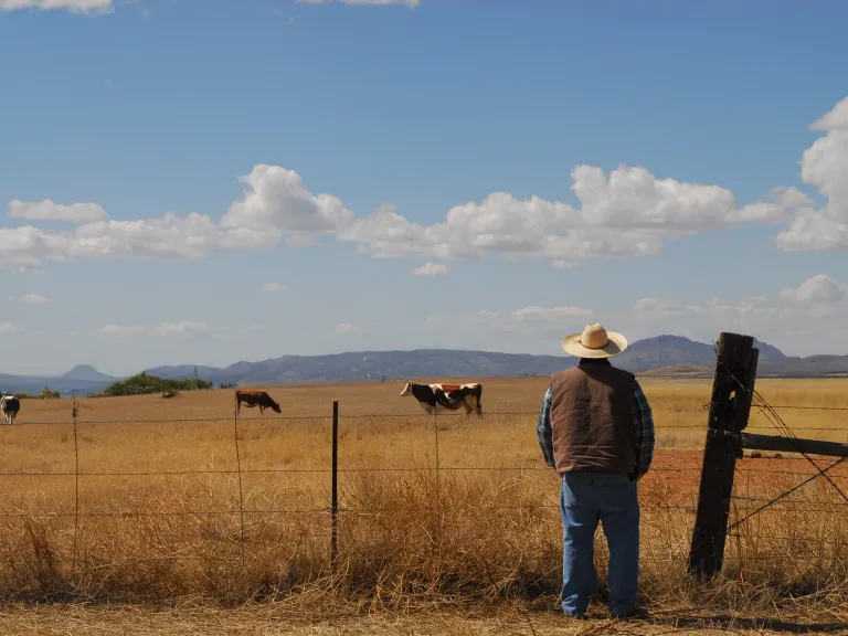 randy with cows in the field