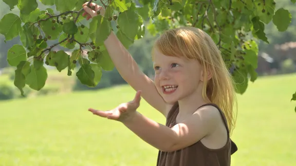 young smiling girl picking fruit from a tree