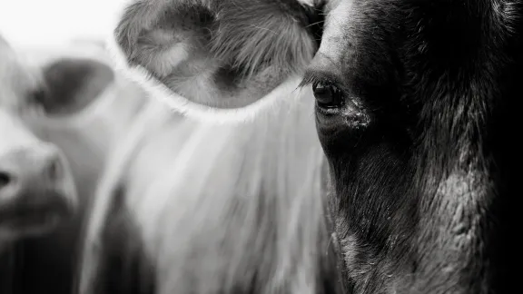 COWS