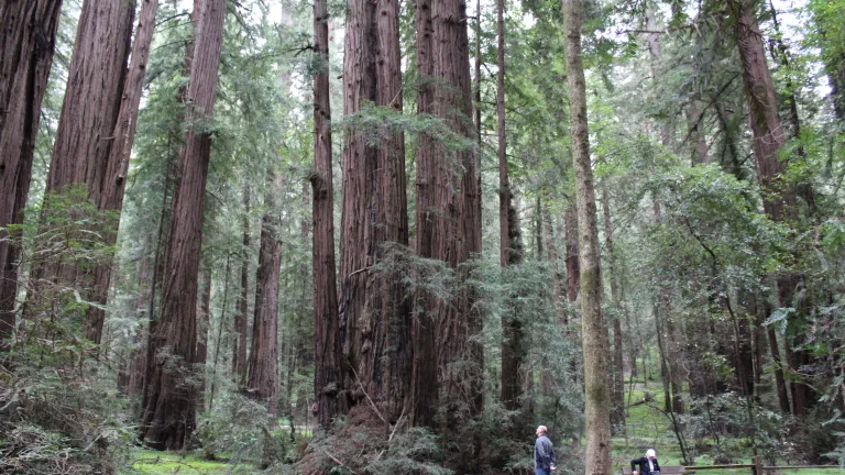 big trees