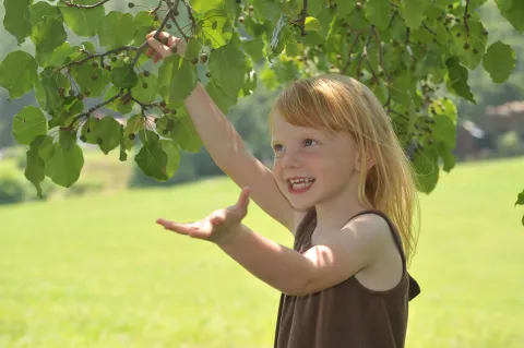 young smiling girl picking fruit from a tree